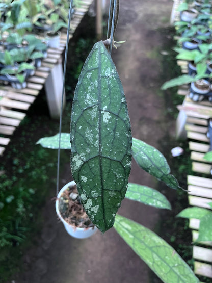 Hoya Clemensiorum Long Leaf