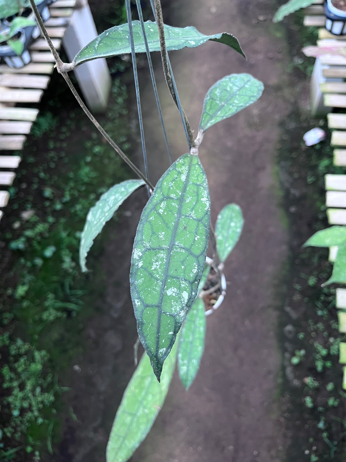 Hoya Clemensiorum Long Leaf