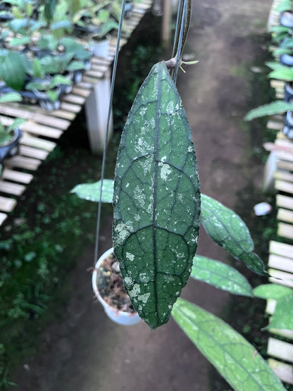 Hoya Clemensiorum Long Leaf