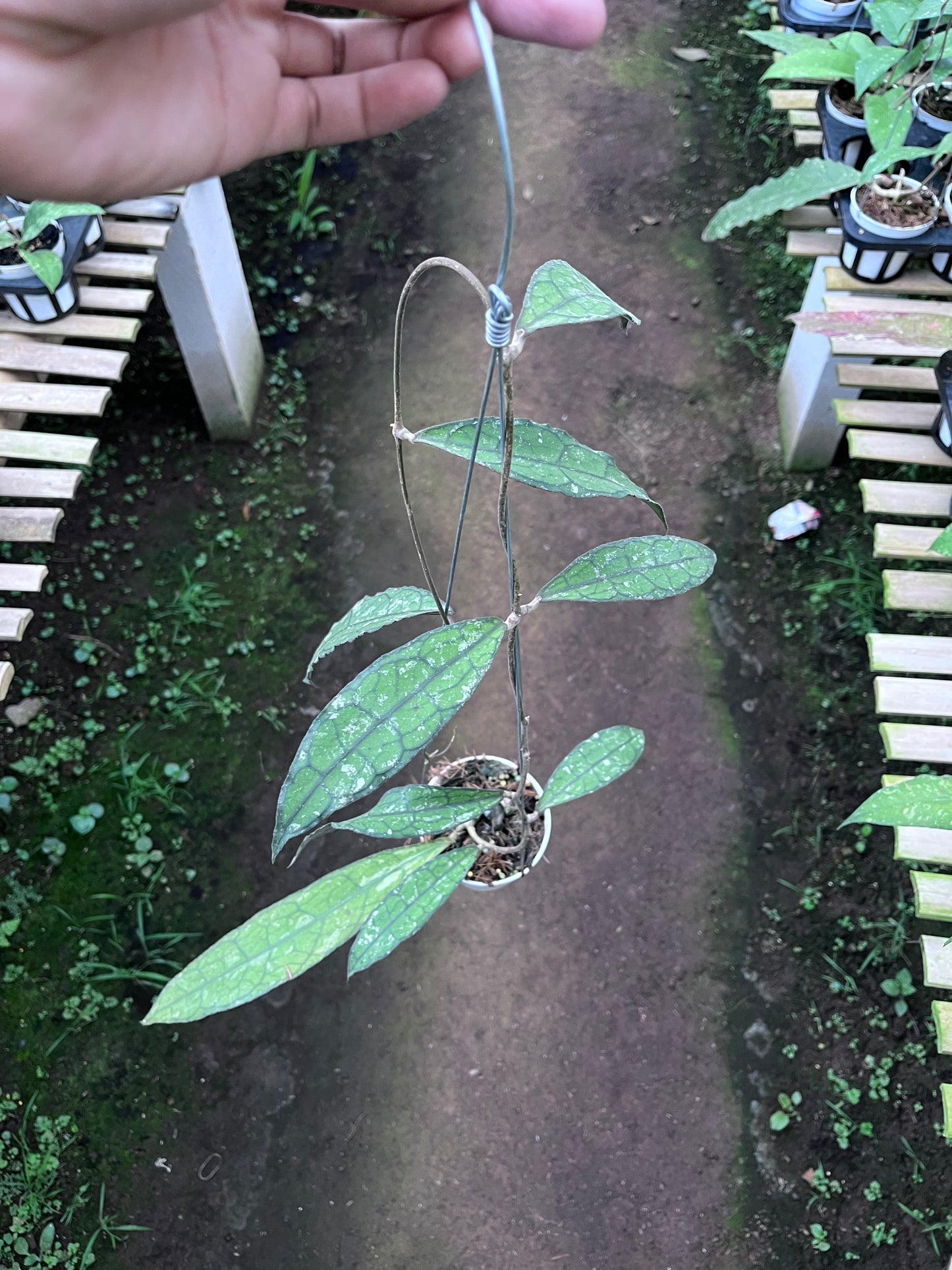 Hoya Clemensiorum Long Leaf