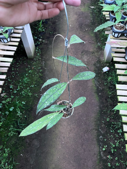 Hoya Clemensiorum Long Leaf