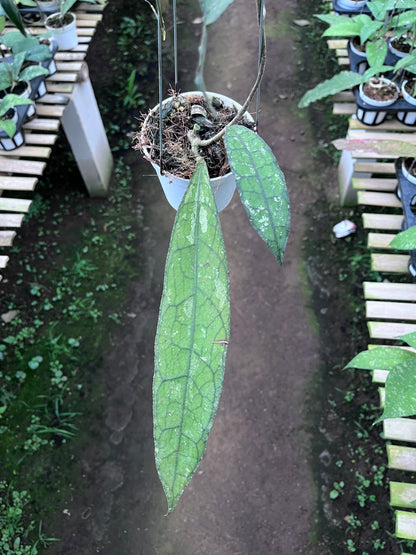 Hoya Clemensiorum Long Leaf