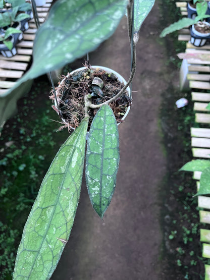 Hoya Clemensiorum Long Leaf