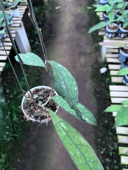 Hoya Clemensiorum Long Leaf