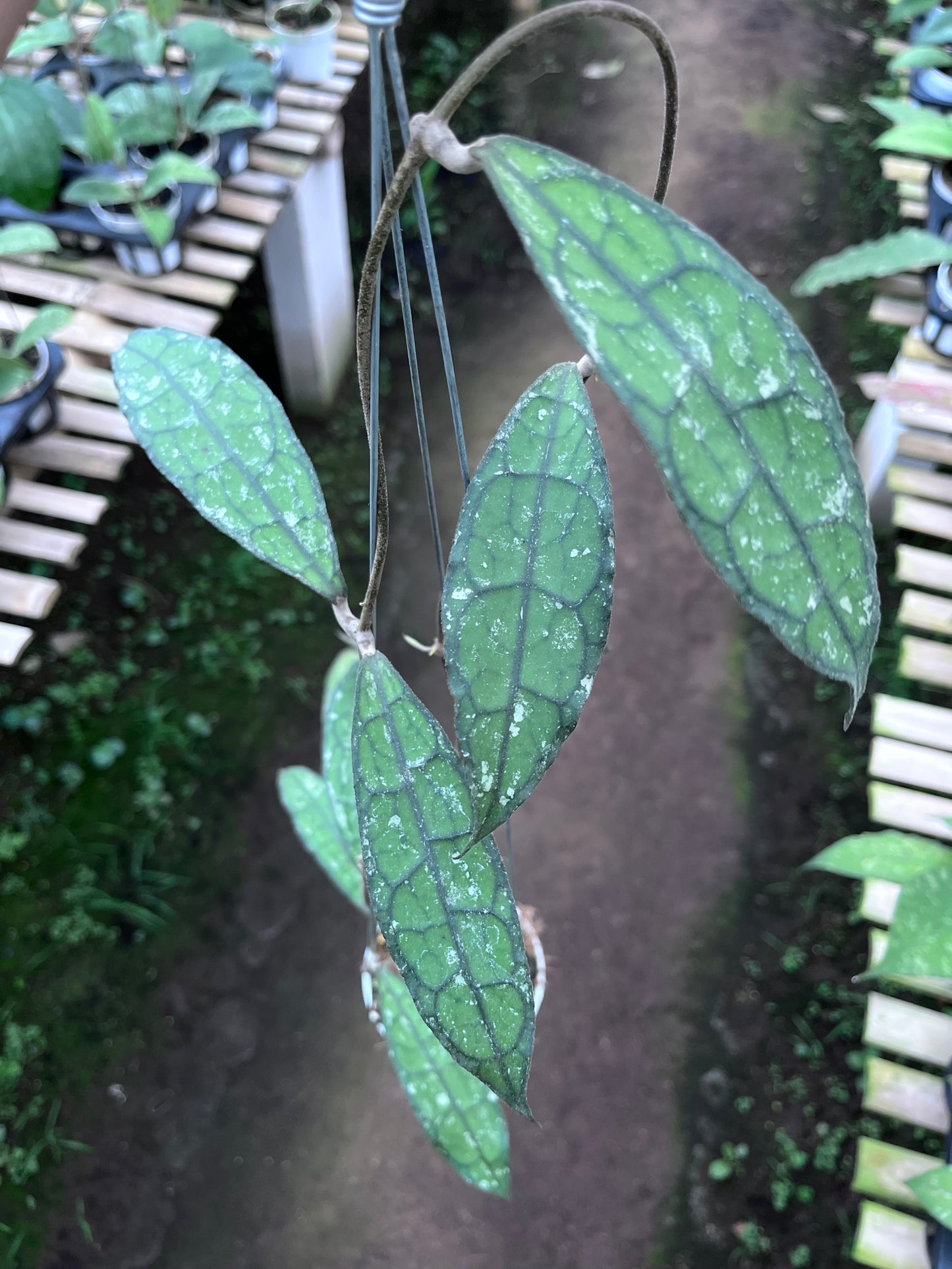 Hoya Clemensiorum Long Leaf