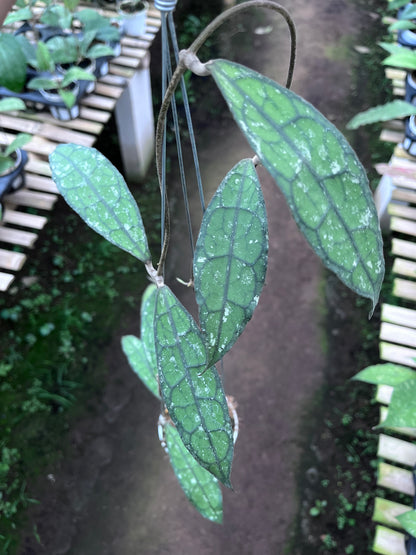 Hoya Clemensiorum Long Leaf