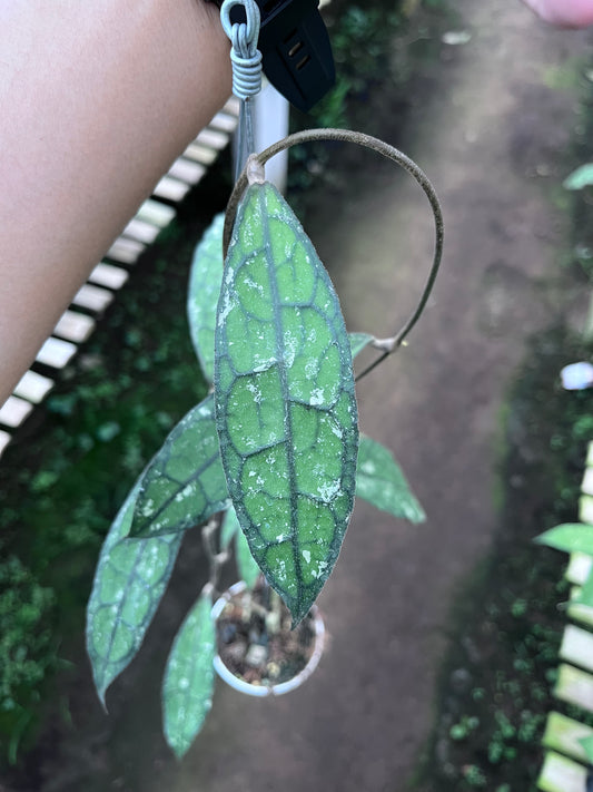 Hoya Clemensiorum Long Leaf