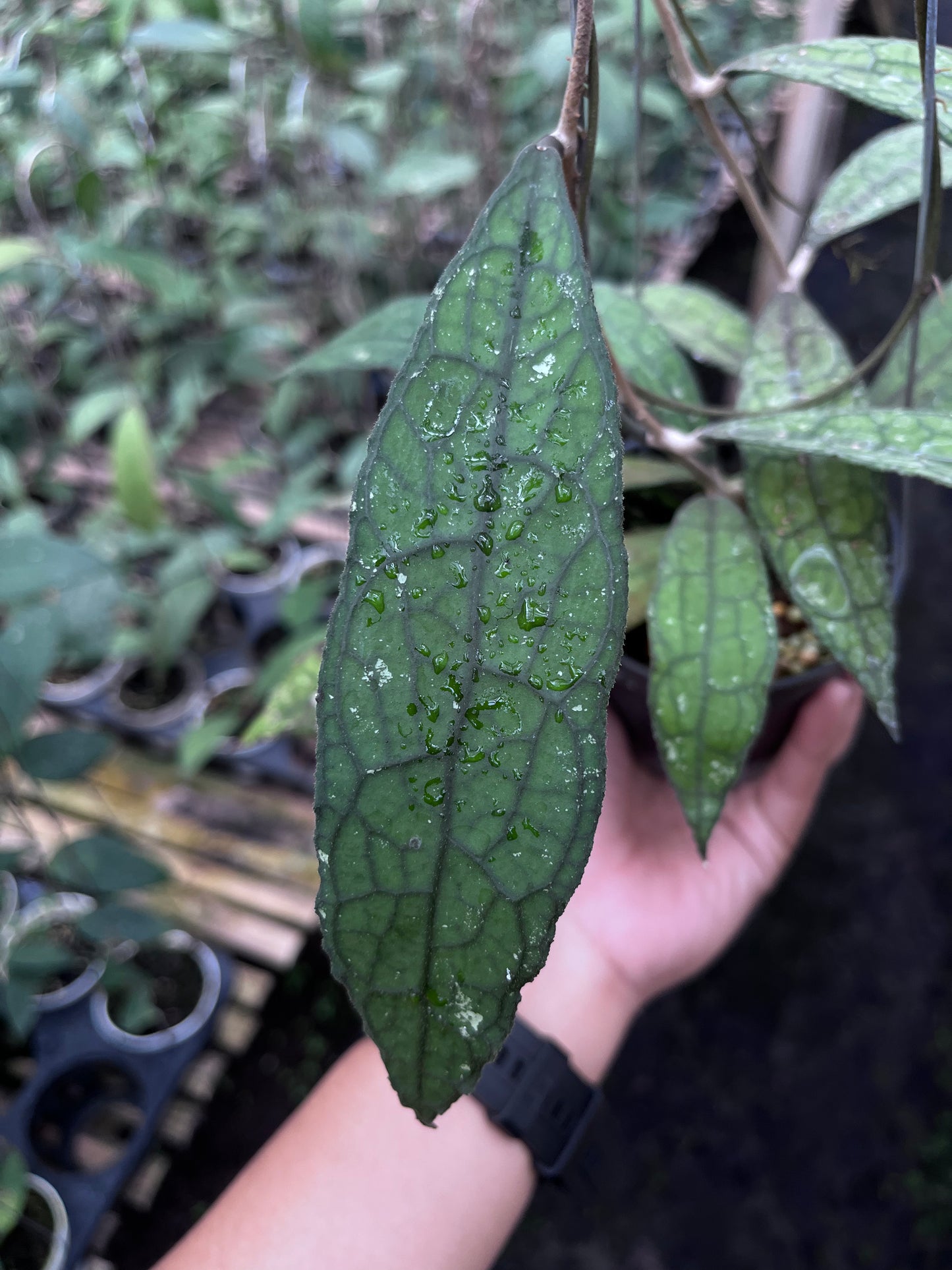 Hoya Clemensiorum Aceh Mini Leaves