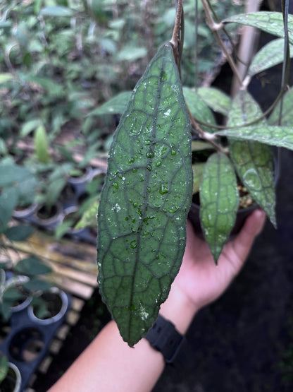 Hoya Clemensiorum Aceh Mini Leaves