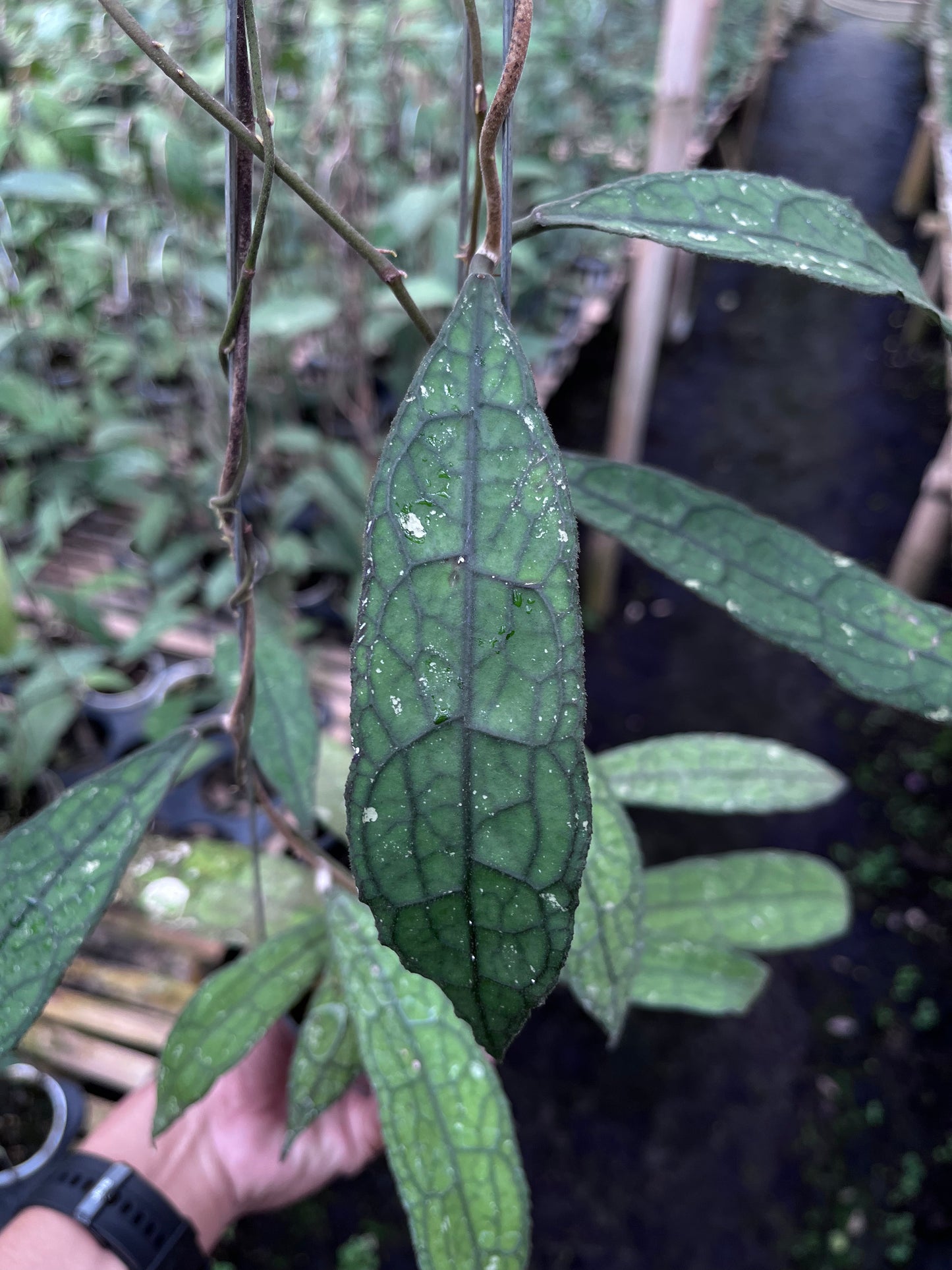 Hoya Clemensiorum Aceh Mini Leaves