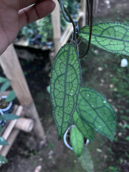 Hoya Clemensiorum Venasi