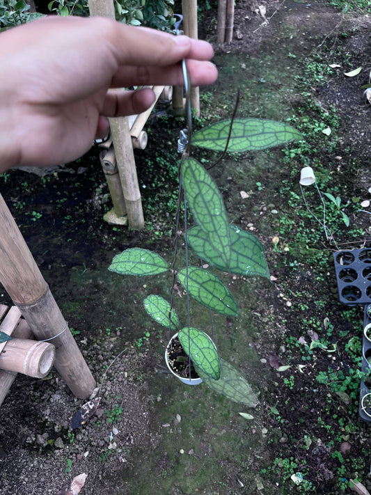 Hoya Clemensiorum Venasi