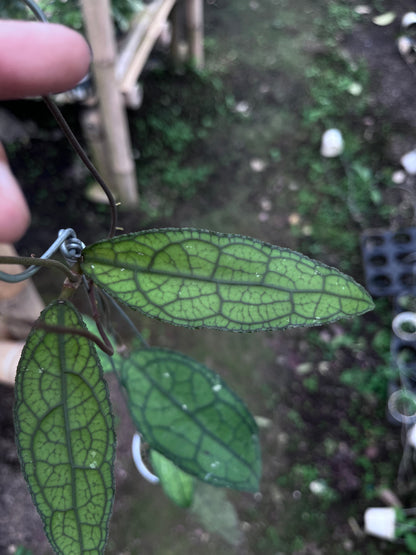 Hoya Clemensiorum Venasi