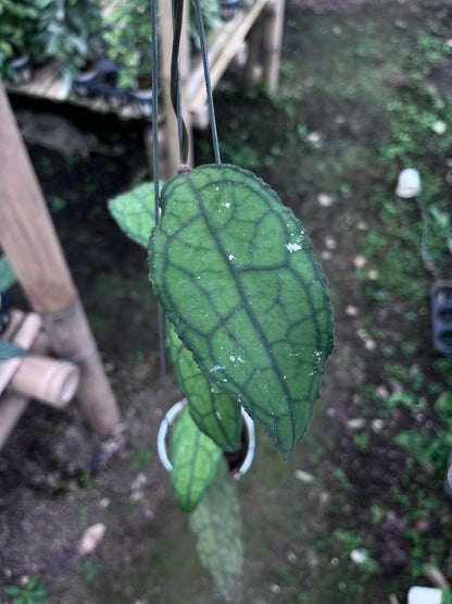 Hoya Clemensiorum Venasi