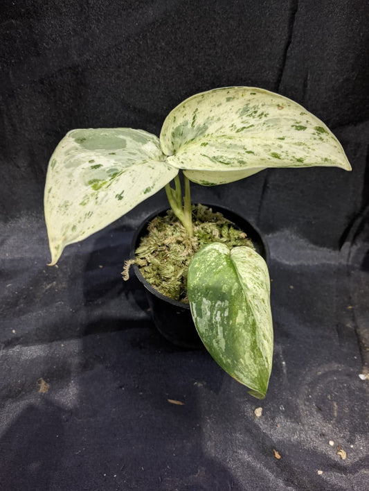 Scindapsus Creambrulee