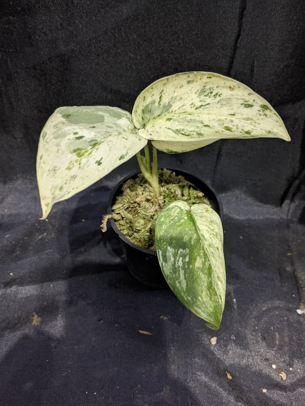 Scindapsus Creambrulee