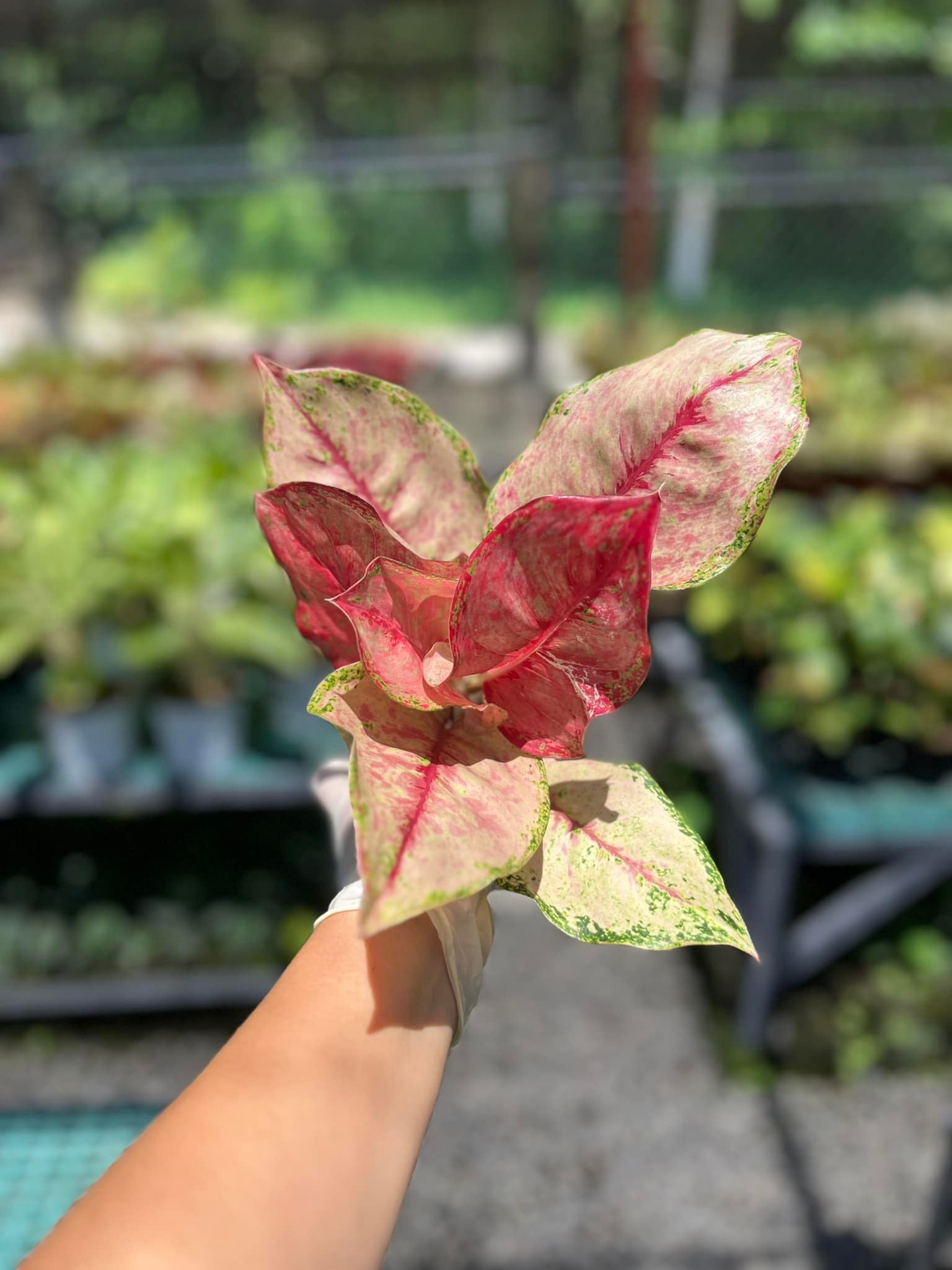 red dragon aglaonema Aglaonema Dragon Crown – Art Garden Flowers USA