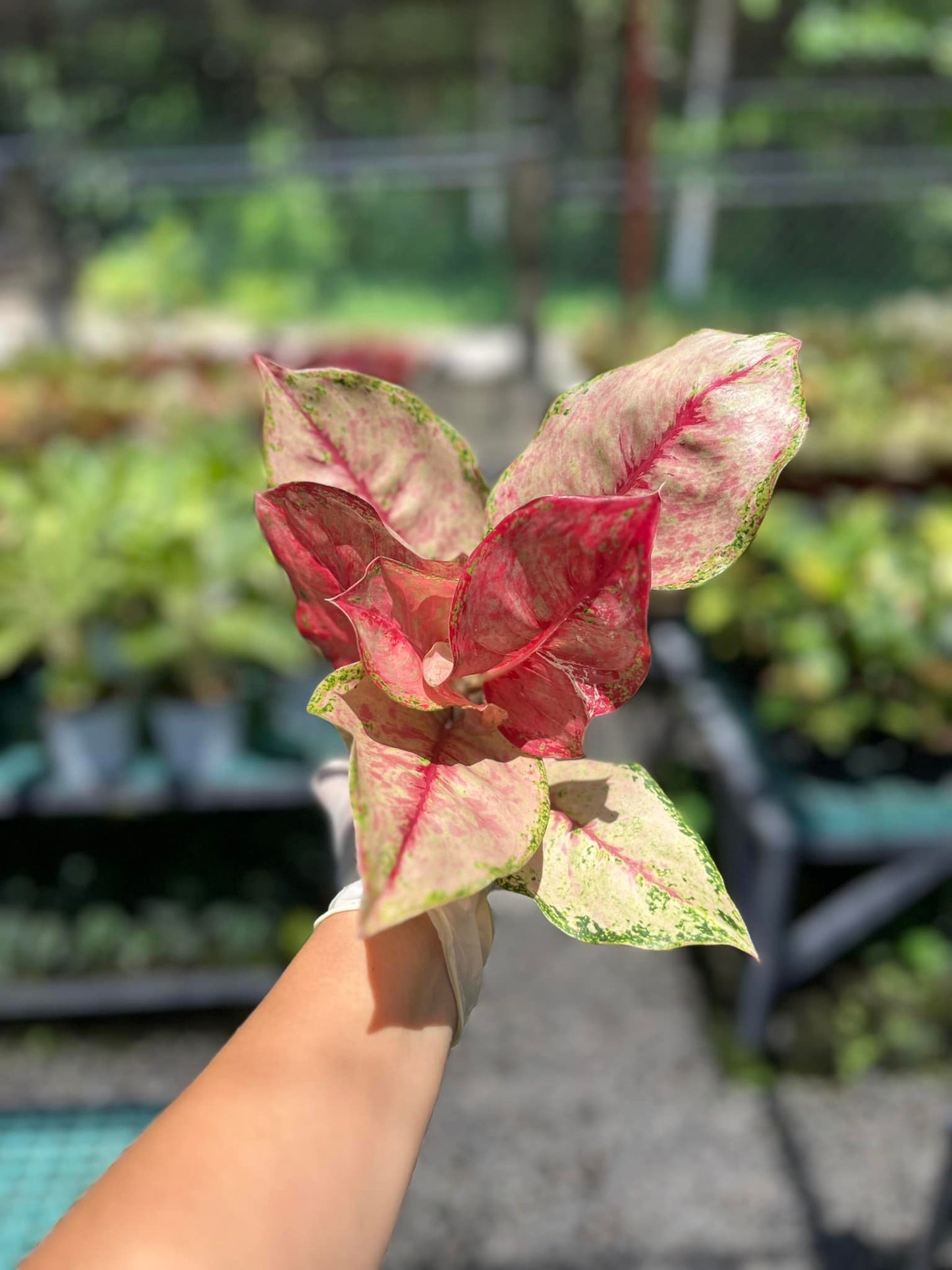 Aglaonema Dragon Crown