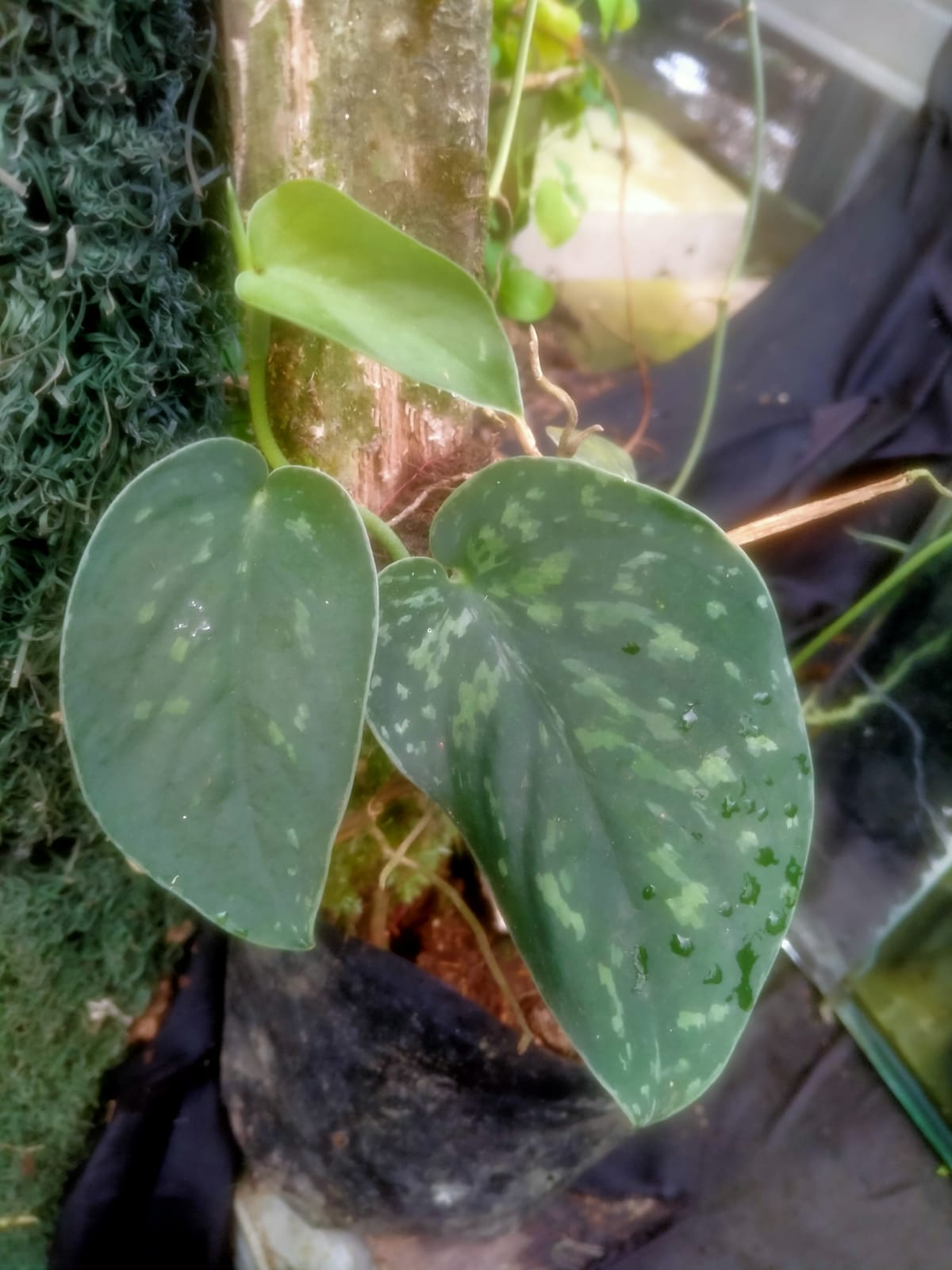 Scindapsus Dark Argyreus