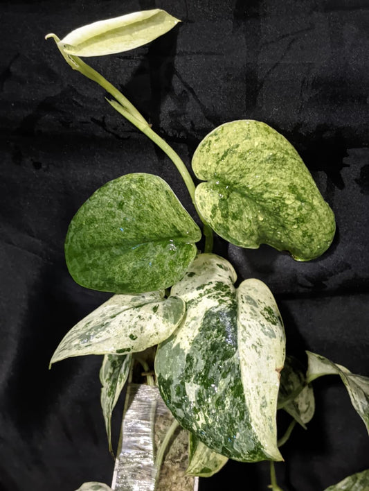 Scindapsus Dark Cloud Marble Aurea