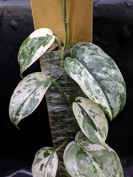 Scindapsus Dark Cloud No ID