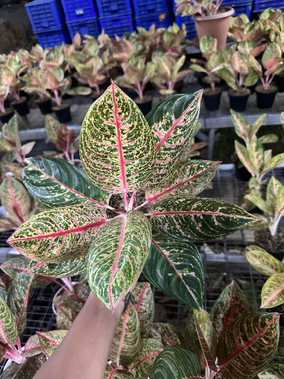 Aglaonema Diana