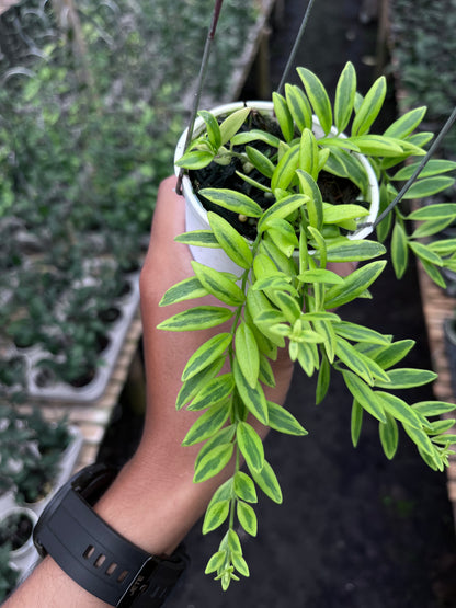 Hoya Dischidia Romawi