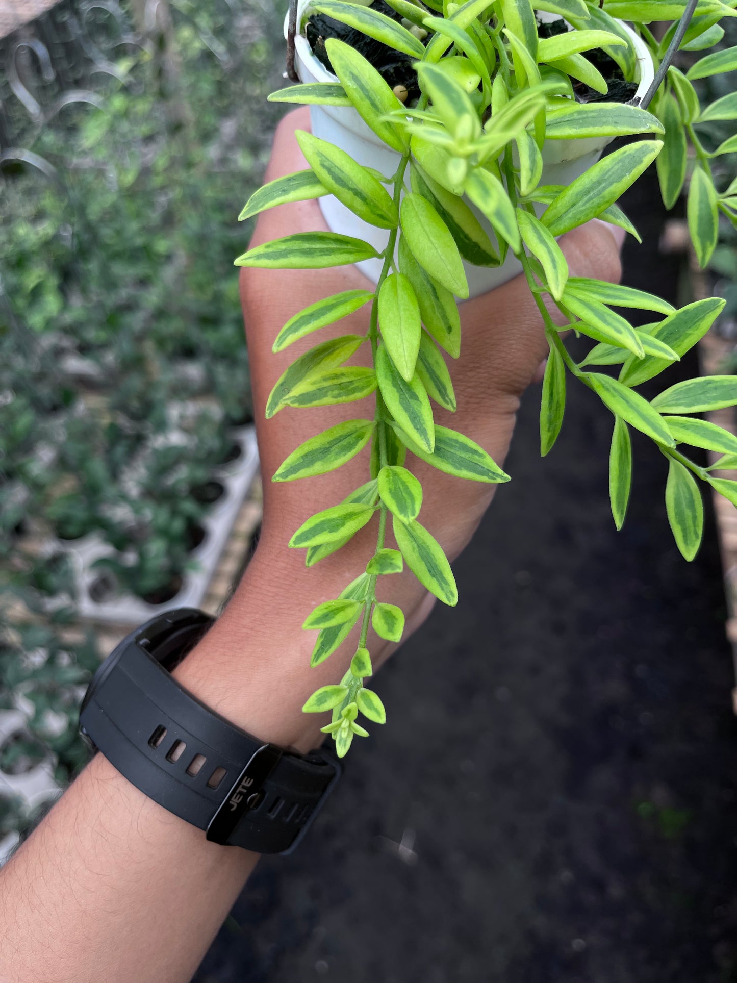 Hoya Dischidia Romawi