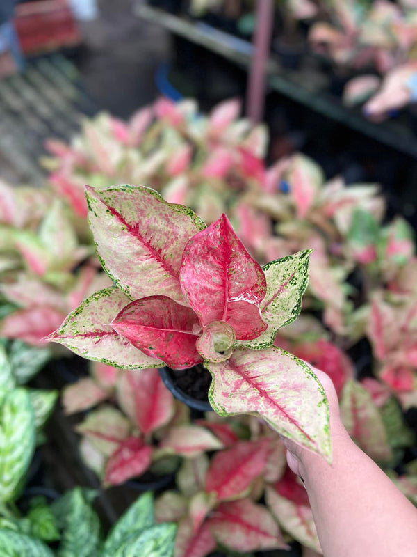 aglaonema pink dragon Aglaonema Dragon Crown – Art Garden Flowers USA