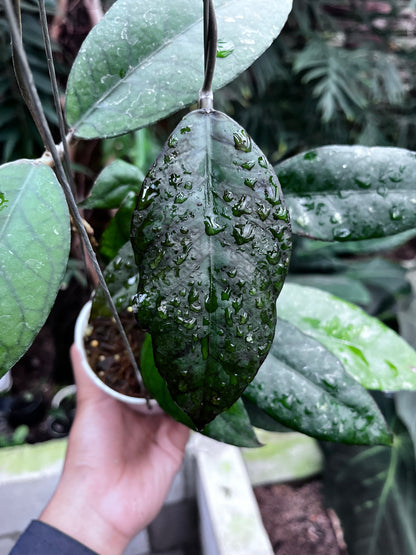 Hoya Sp Aceh Black Octopus
