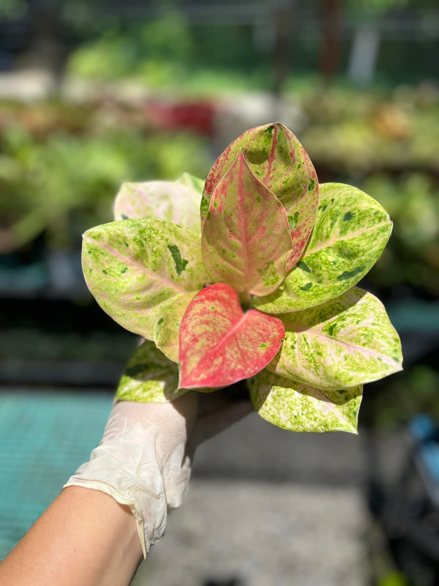 Aglaonema Emerald