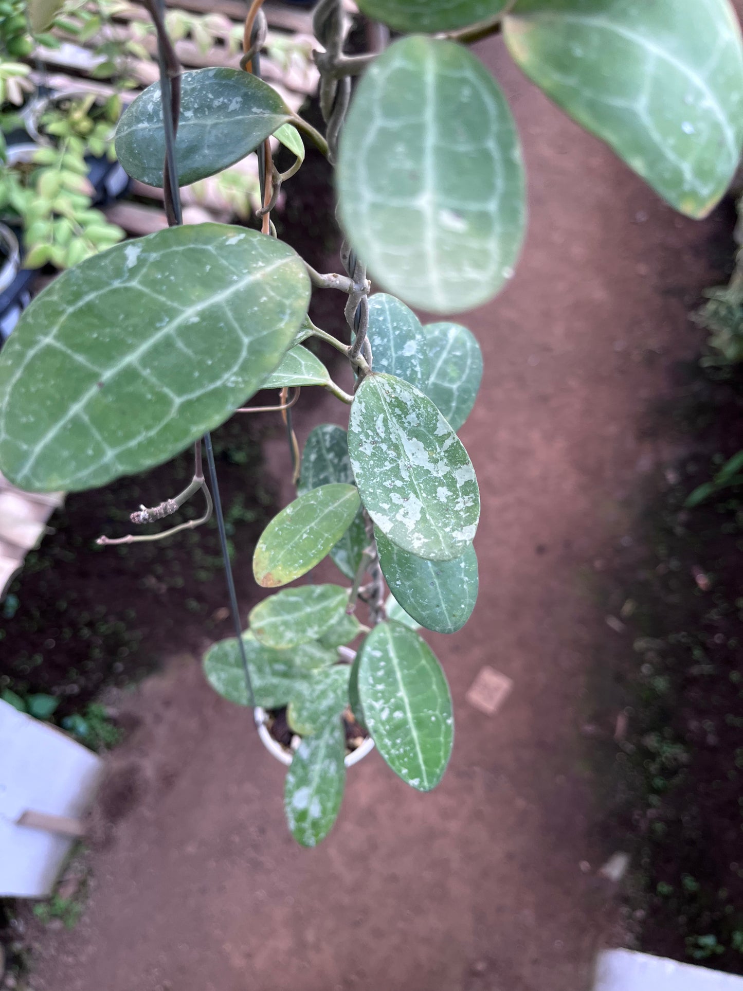 Hoya Elliptica Splash