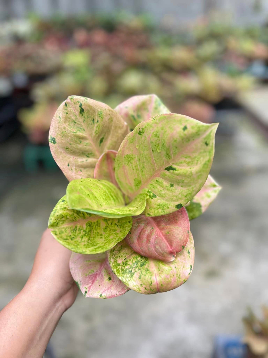 Aglaonema Emerald