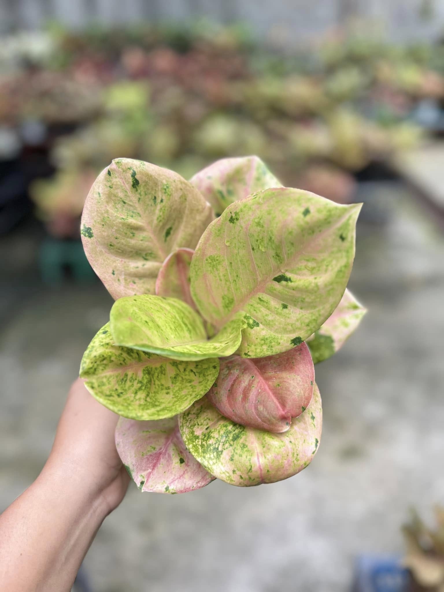 Aglaonema Emerald