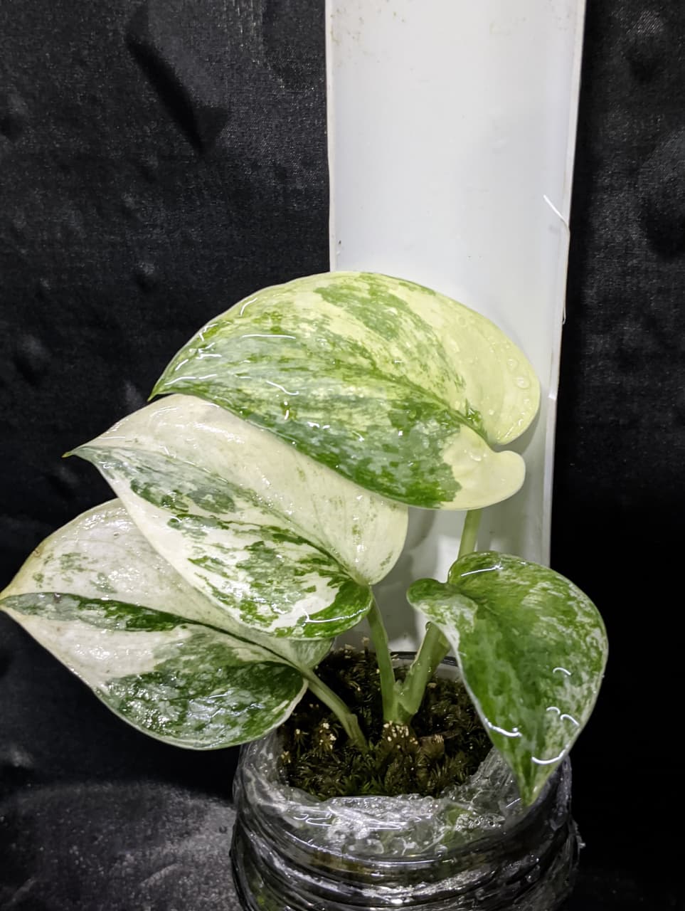 Scindapsus Exotica Marble