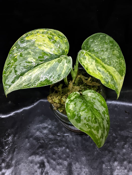 Scindapsus Exotica Aurea