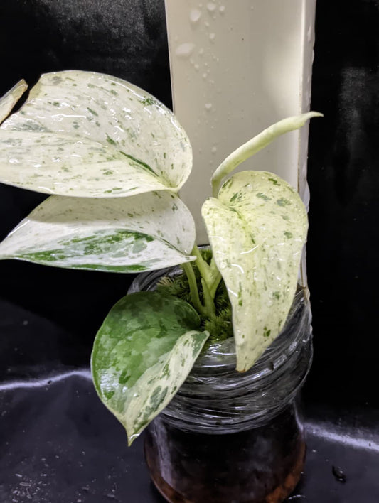 Scindapsus Exotica Cream Variegated