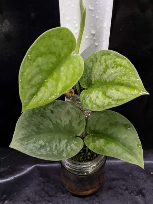 Scindapsus Exotica Freyza