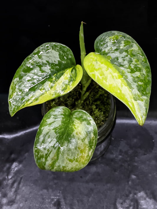 Scindapsus Exotica Geulis