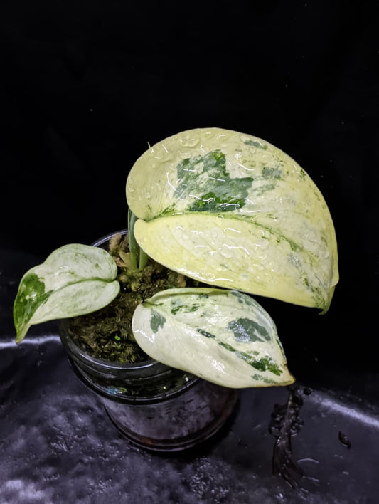 Scindapsus Exotica Marble