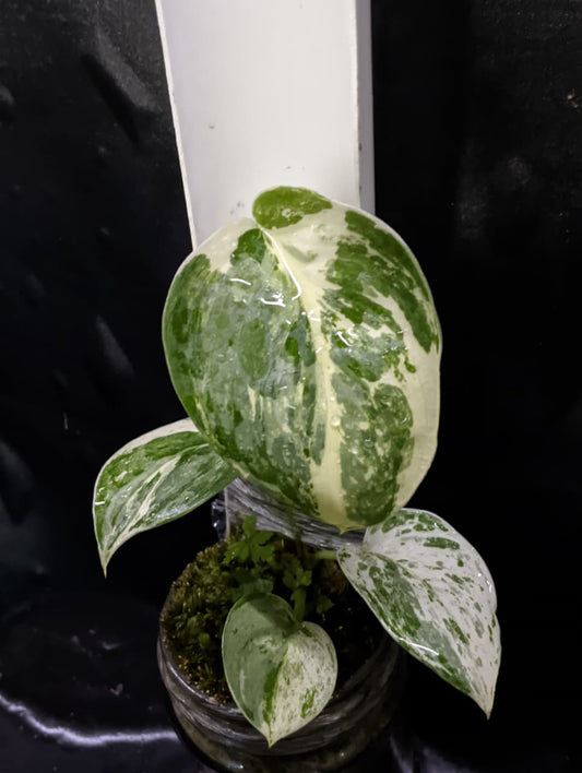Scindapsus Exotica Marble No ID Mutation