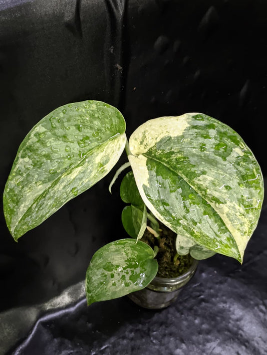 Scindapsus Ecotica No ID