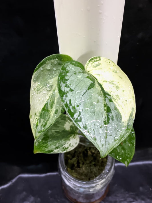 Scindapsus Ecotica Variegated