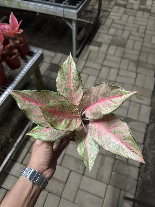 Aglaonema Fortune