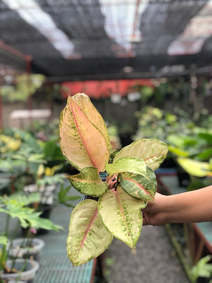 aglaonema frozen care Aglaonema Frozen