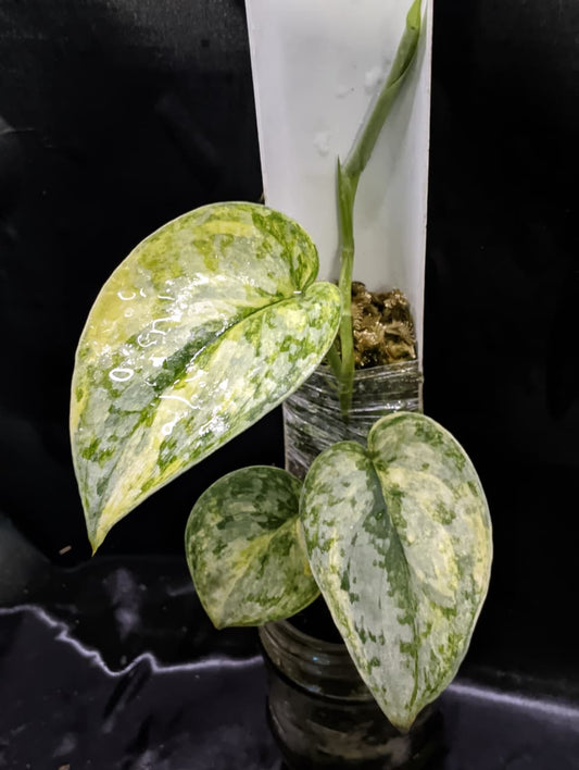 Scindapsus Geulis Peasun