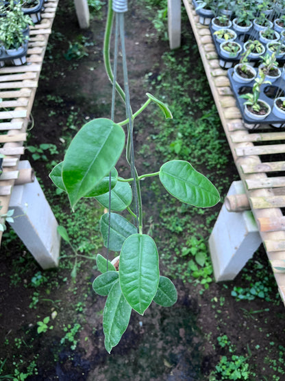 Hoya Gigas
