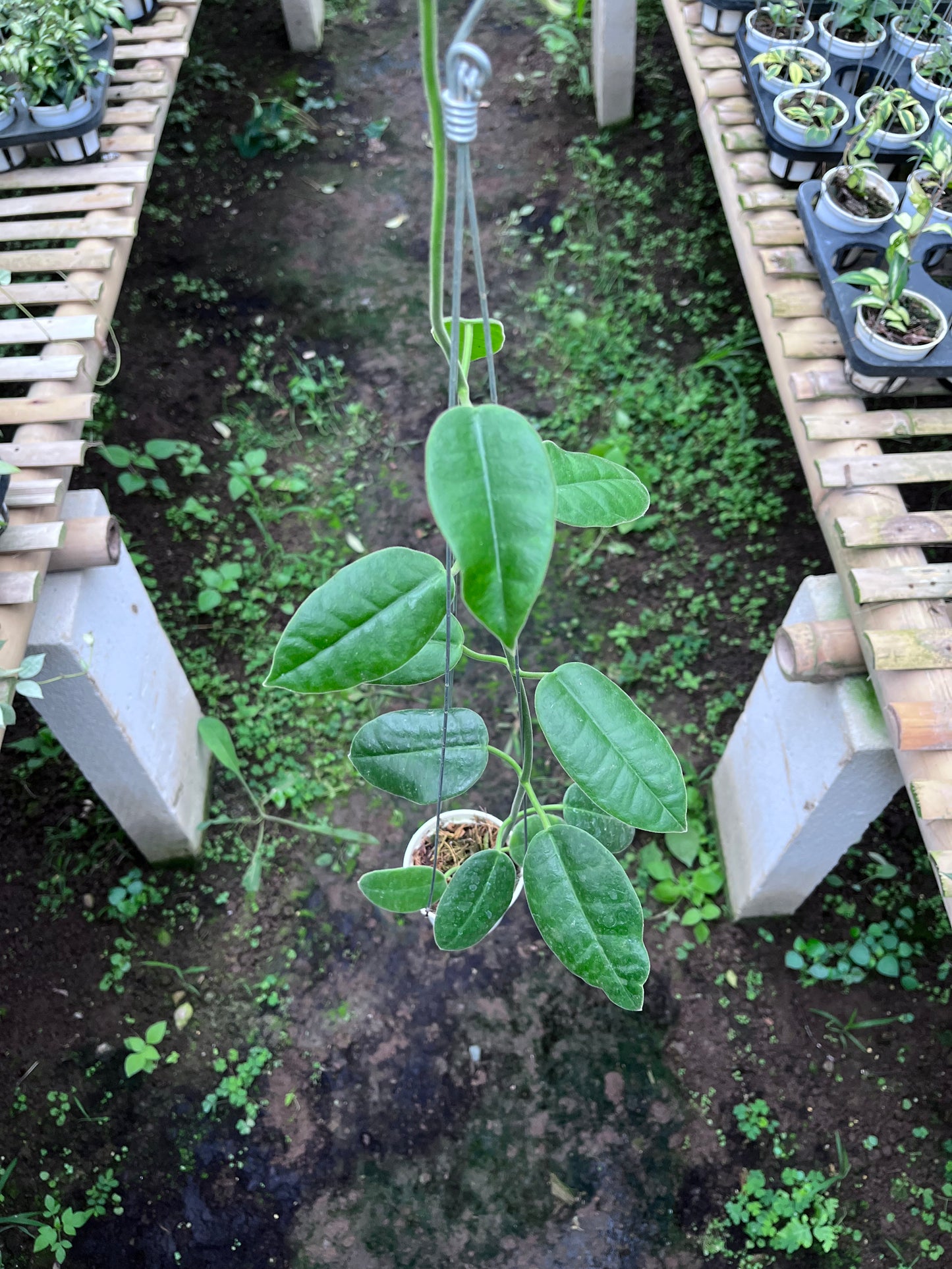 Hoya Gigas