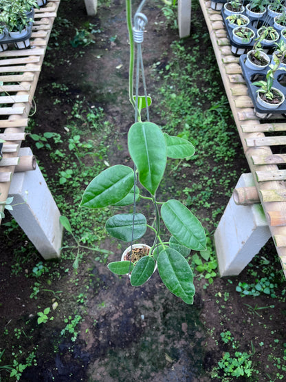 Hoya Gigas