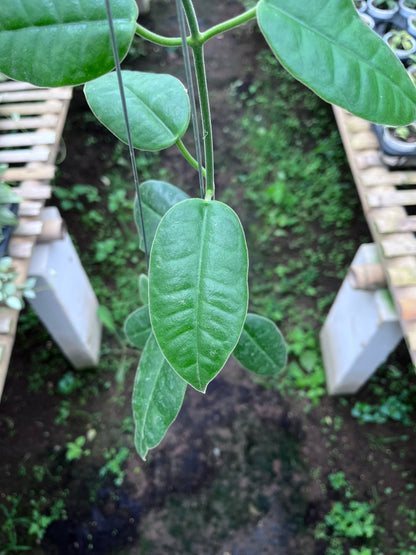 Hoya Gigas
